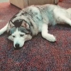 Meet your Posher, Earl